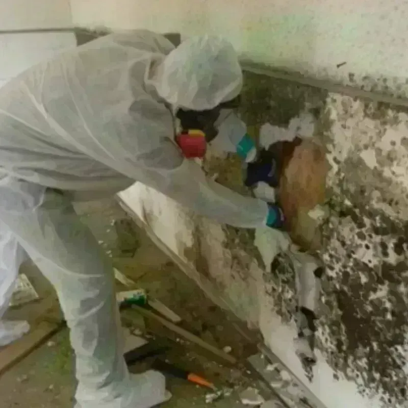 Mold Remediation and Removal in Midway North, TX